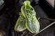 Кросівки Adidas Yeezy Boost 350 V2 Solar Yelow, 37